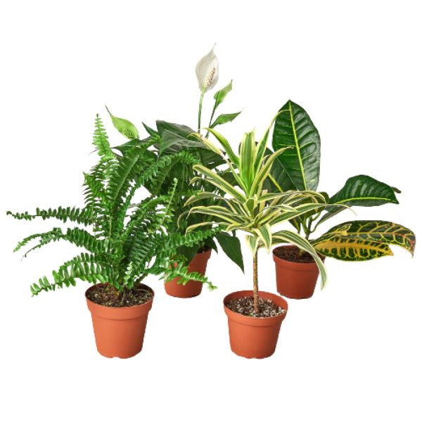 BUNDLE-AIR.PURIFYING-6IN 6 in. Air Purifying Variety Bundle Pot