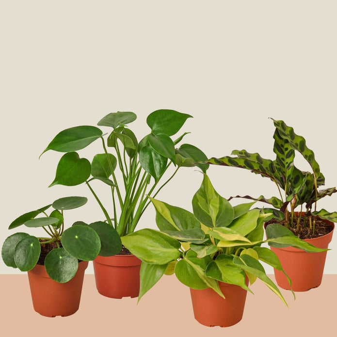 BUNDLE-BEST.SELLERS-6IN 6 in. Best Selling Bundle Pot