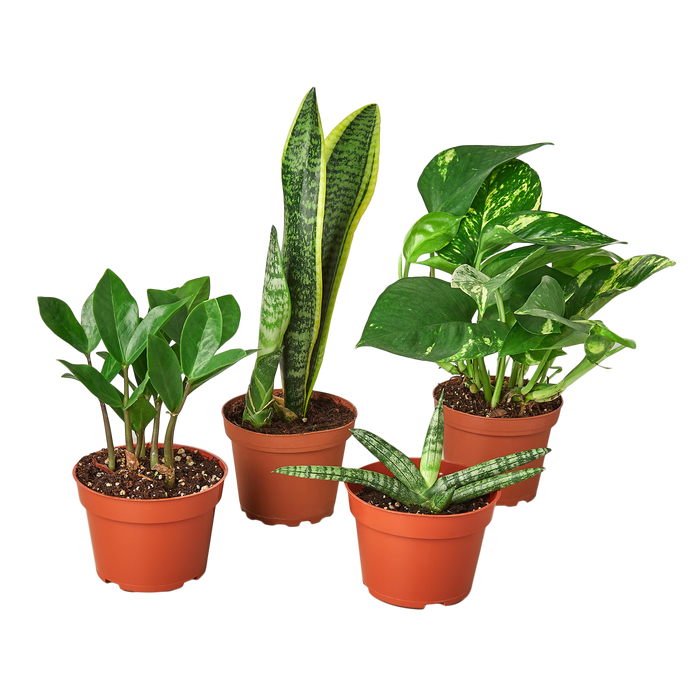 BUNDLE-EASY.CARE-6IN 6 in. Easy Care Variety Bundle