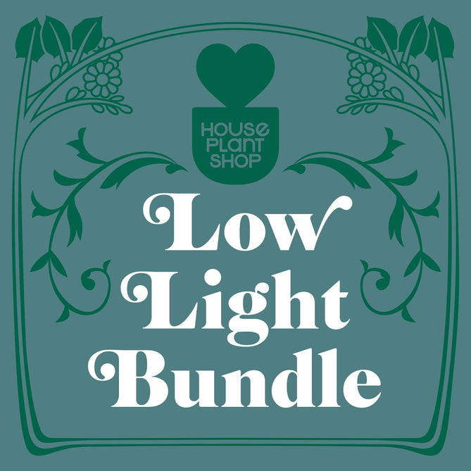 BUNDLE-LOW.LIGHT-6IN Low Light Bundle Plant, 6 in.