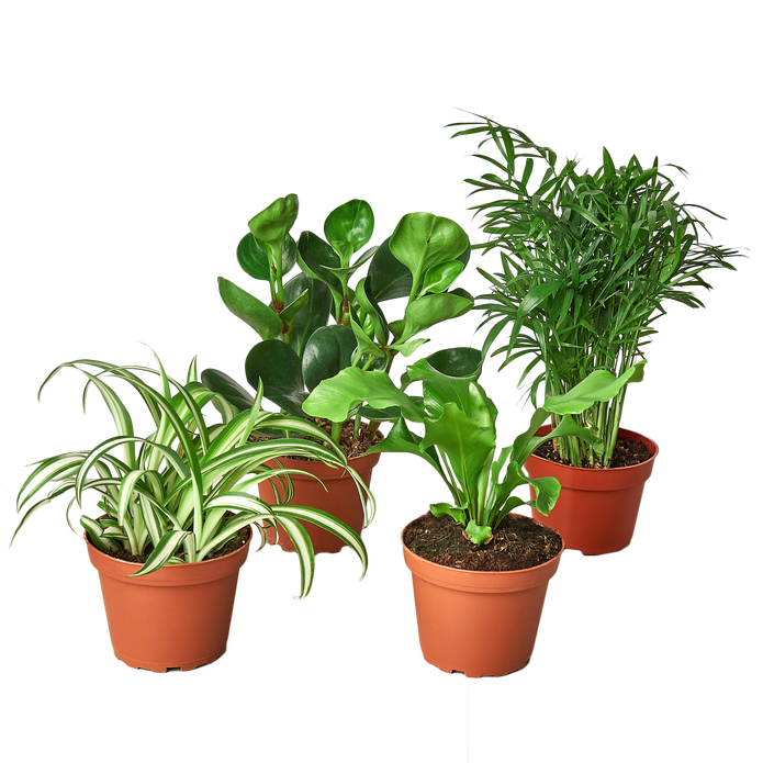 BUNDLE-PET.FRIENDLY-3IN 3 in. Pet Friendly Variety Bundle