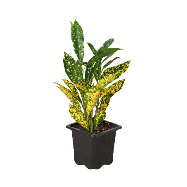 3-CROTON-GOLD.DUST 3 in. Croton Gold Dust Pot