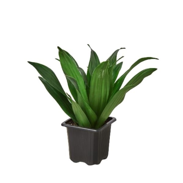 3-DRACAENA-JANET.CRAIG 3 in. Dracaena Janet Craig Pot