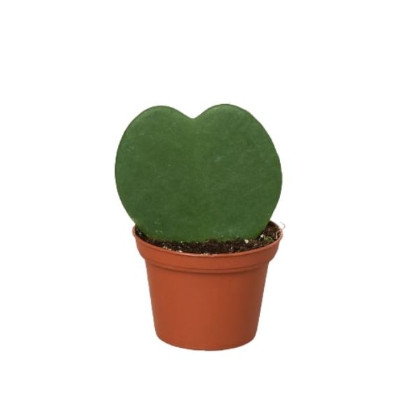 3-HOYA-HEART 3 in. Hoya Sweetheart Pot
