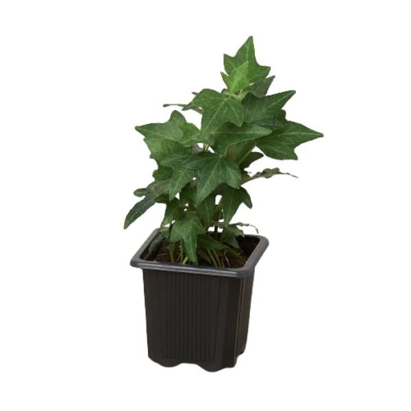 Picture of House Plant Dropship 3-IVY-GREEN 3 in. English Ivy Green California Pot