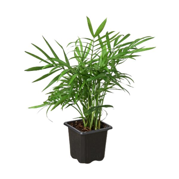 3-PALM-PARLOR 3 in. Parlor Palm Pot