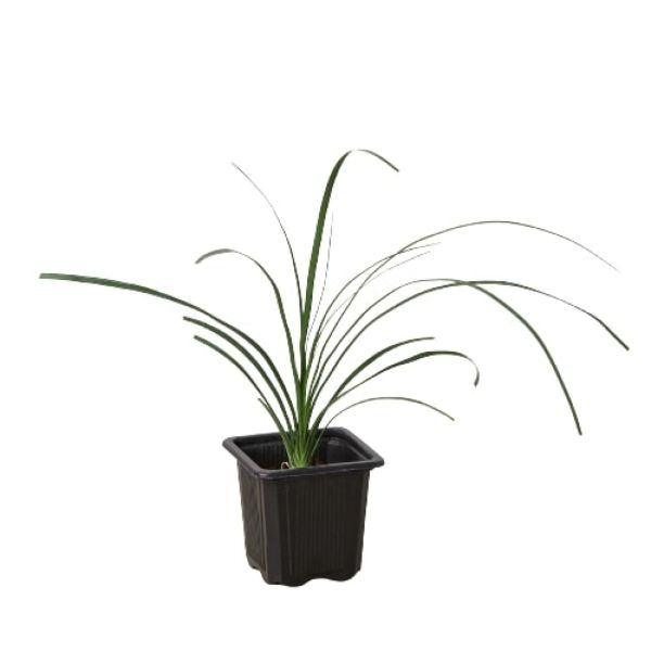 3-PALM-PONYTAIL 3 in. Palm Ponytail Pot