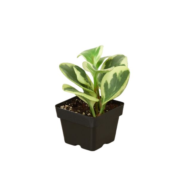 3-PEPEROMIA-MARBLE 3 in. Peperomia Marble Pot