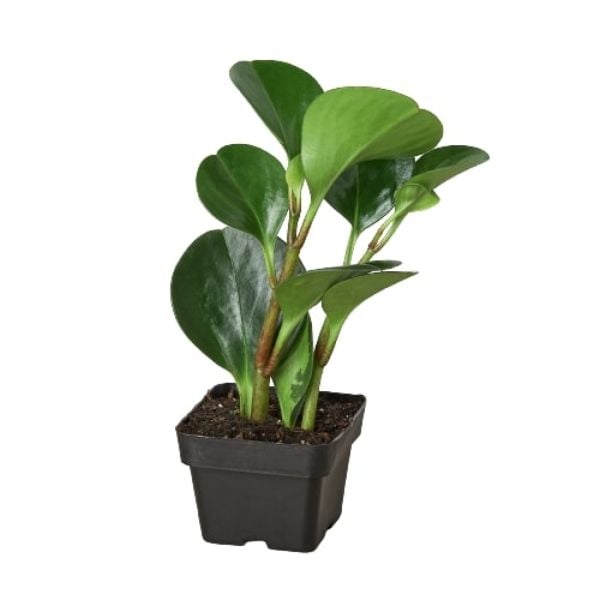 3-PEPEROMIA-THAILAND 3 in. Peperomia Thailand Pot
