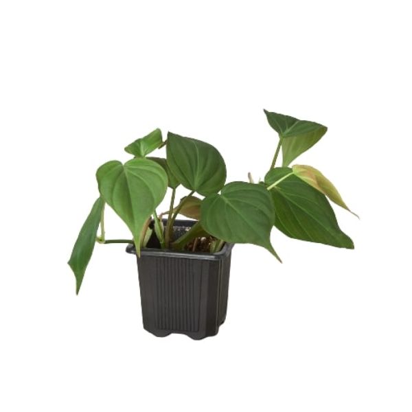 3-PHILODENDRON-VELVET 3 in. Philodendron Velvet Pot