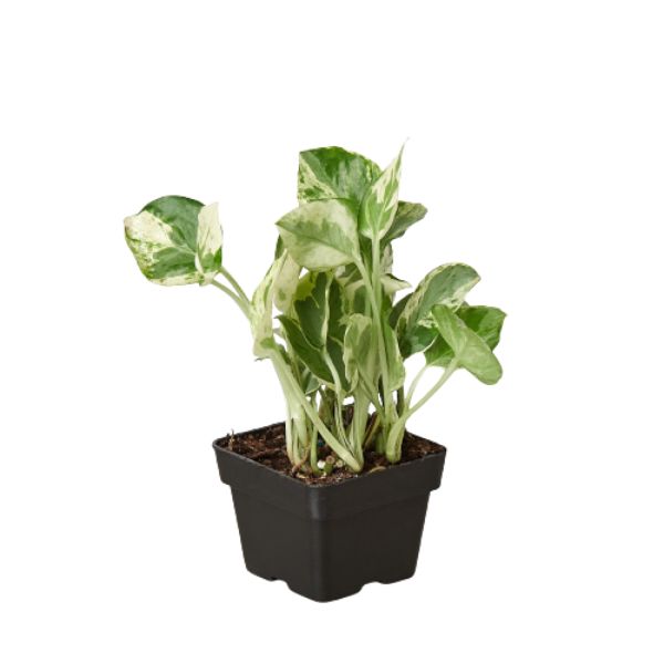 3-POTHOS-NJOY 3 in. Pothos Njoy Pot