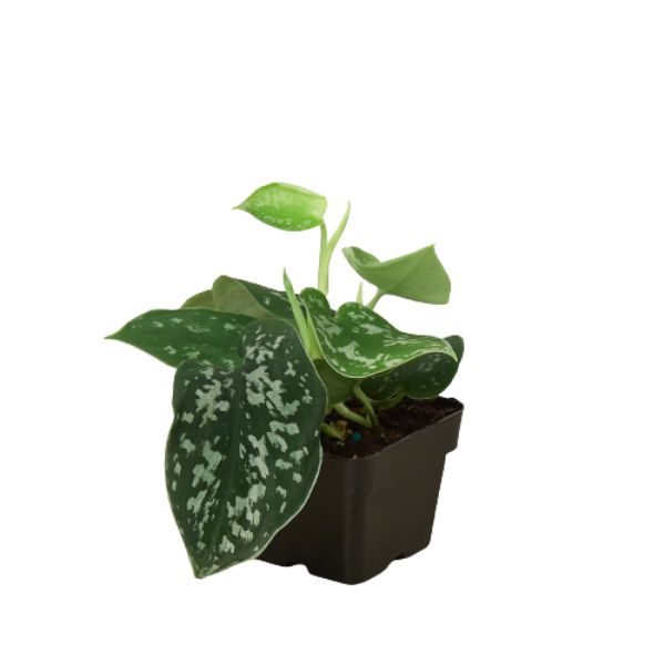 3-POTHOS-SATIN 3 in. Pothos Satin Houseplant, Green
