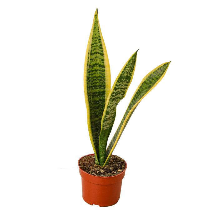 3-SNAKE-LAURENTII 3 in. Snake Plant Laurentii Pot