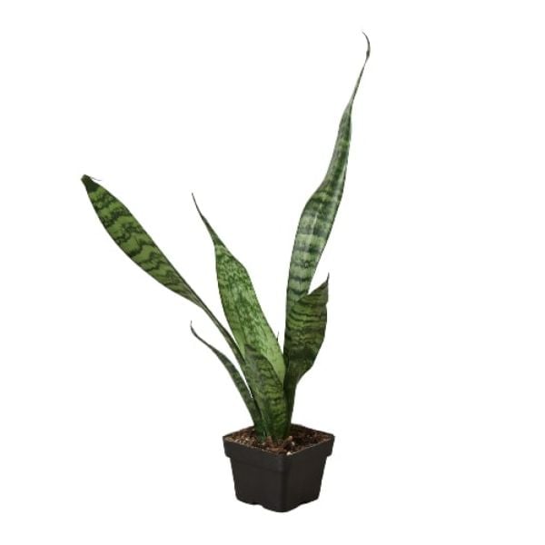 3-SNAKE-ZEYLANICA Zeylanica Snake Plant, 3 in.