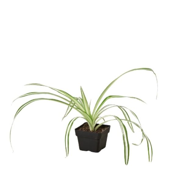 3-SPIDER-REVERSE 3 in. Spider Plant Reverse Pot