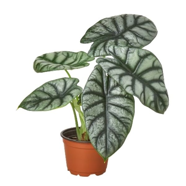 4-ALOCASIA-SILVER.DRAGON 4 in. Alocasia Silver Dragon Pot