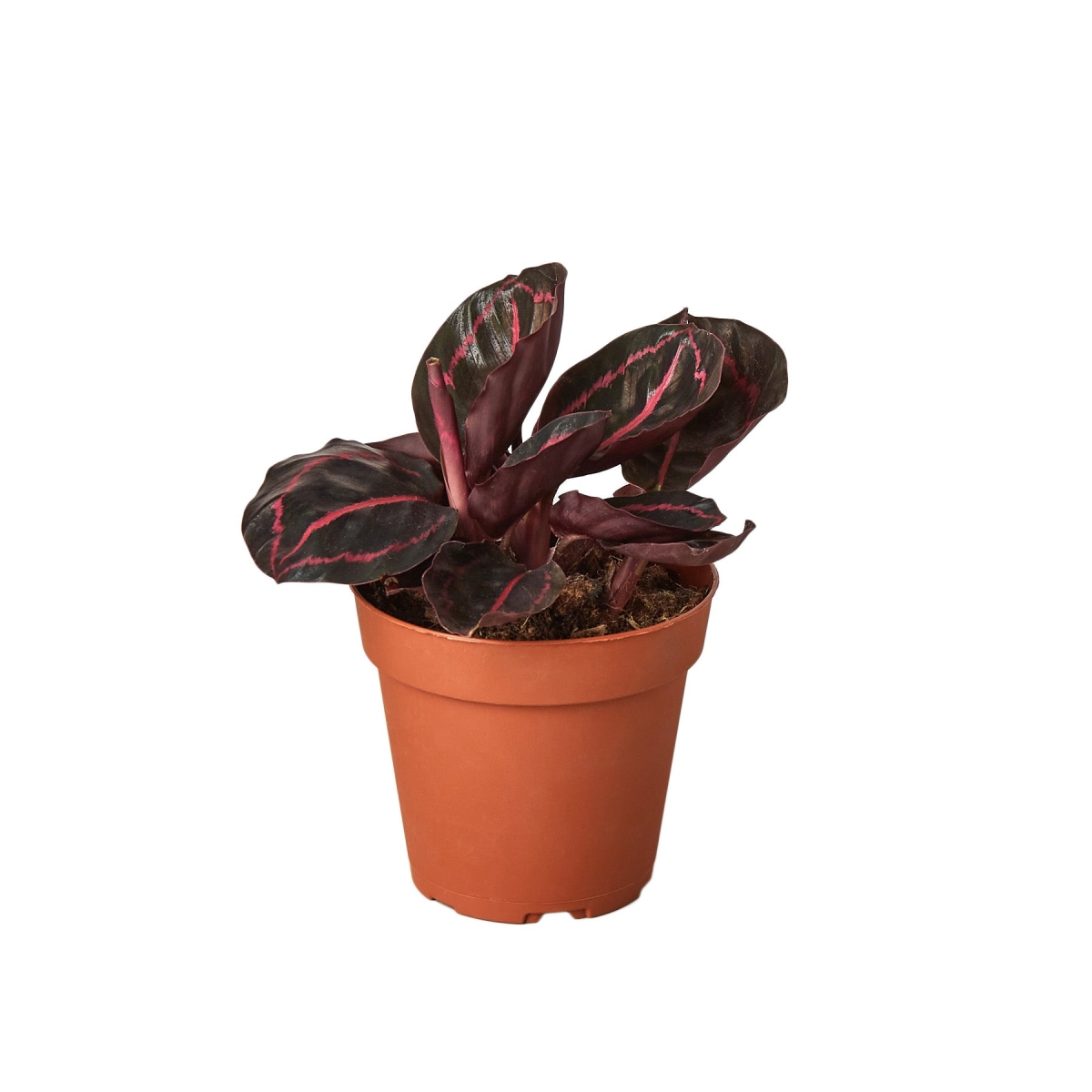 4-CALATHEA-DOTTIE 4 in. Calathea Dottie Pot