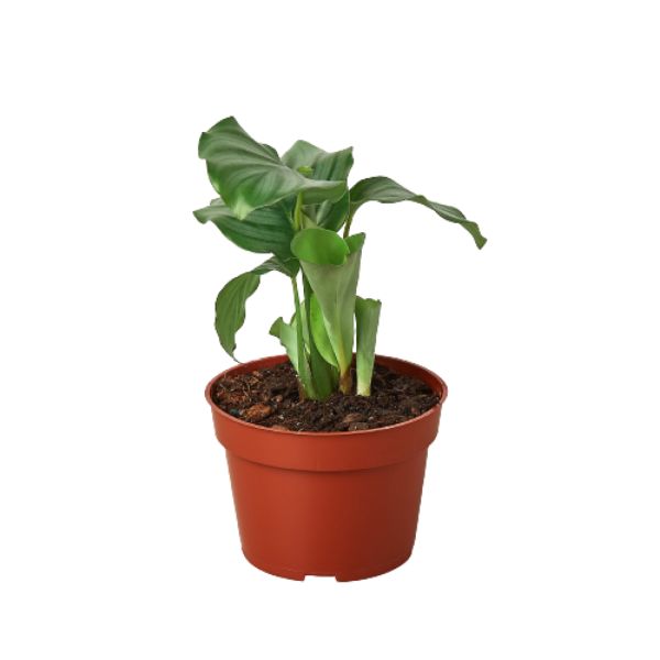 4-CALATHEA-ORBIFOLIA 4 in. Calathea Orbifolia Pot