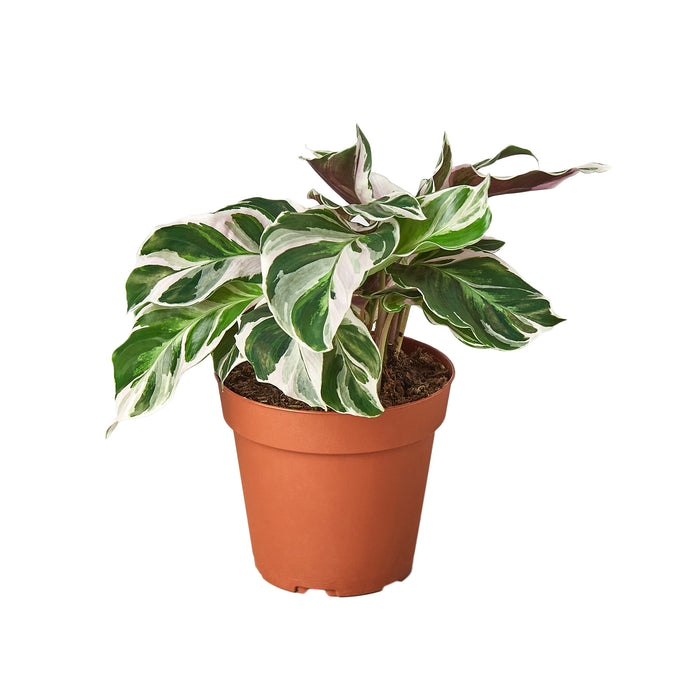 4-CALATHEA-WHITE.FUSION 4 in. Calathea White Fusion Pot