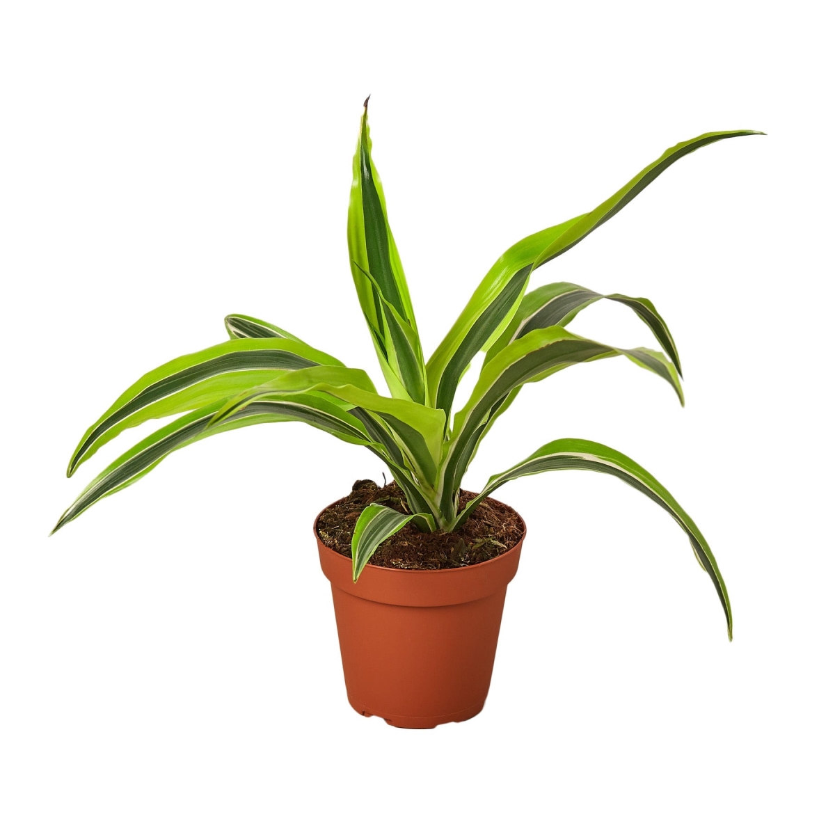 4-DRACAENA-LEMON.LIME-NURSERY.POT 4 in. Dracaena Deremensis Lemon Surprise Nursery Pot