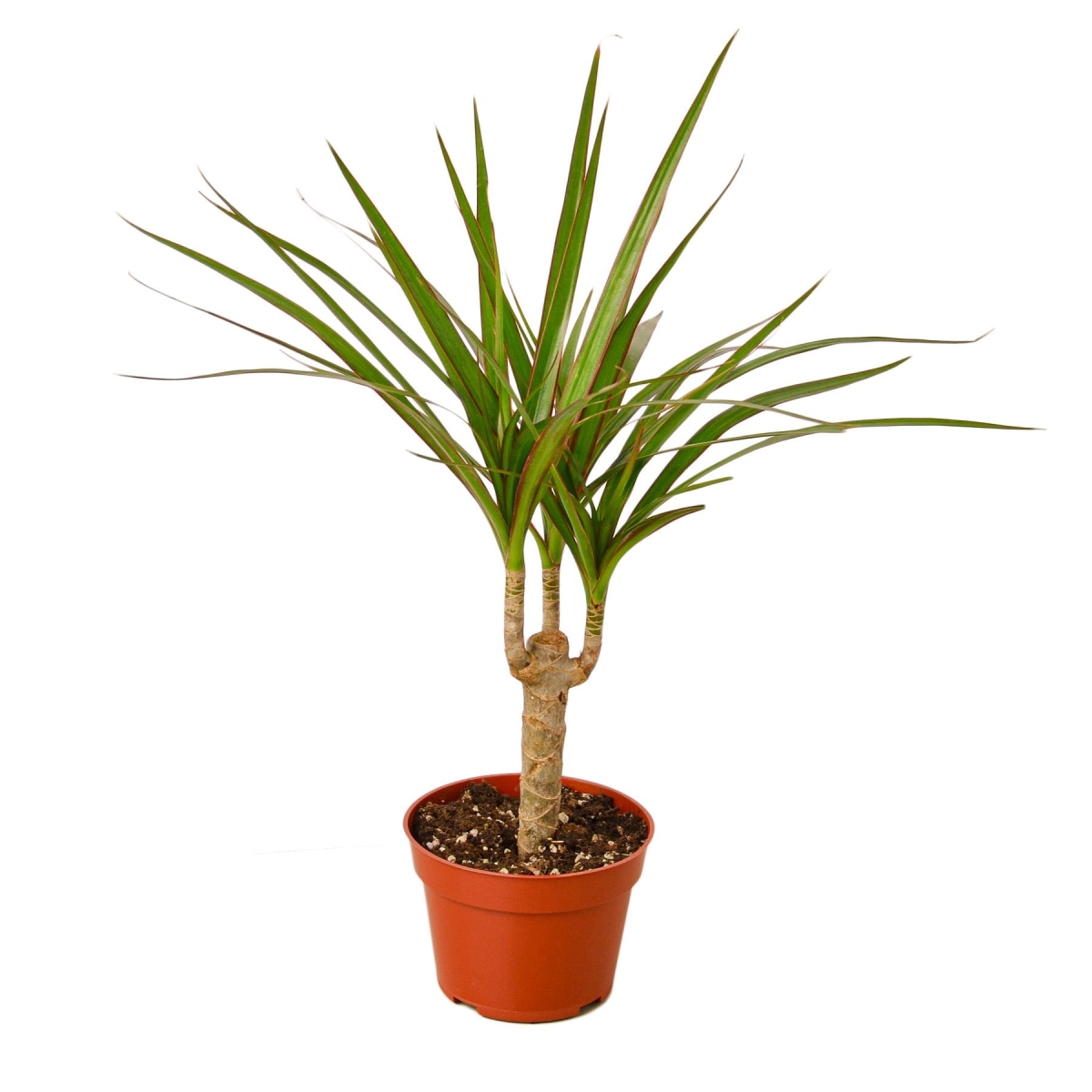 4-DRACAENA-MARGINATA.CANE-NURSERY.POT 4 in. Dracaena Marginata Cane Nursery Pot Plant