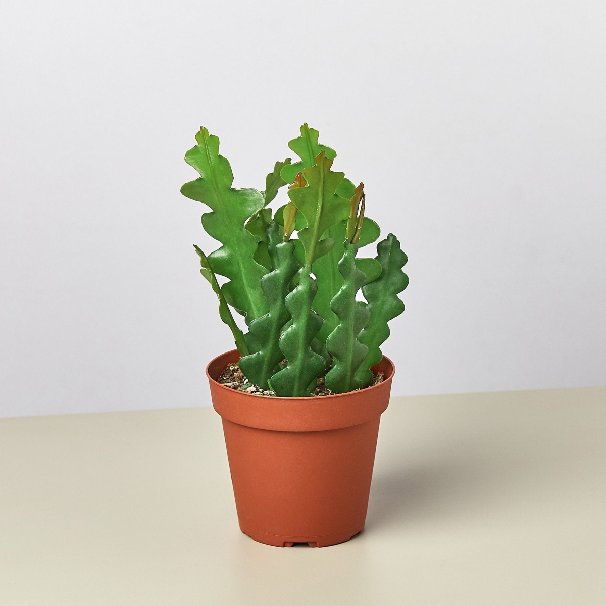 Picture of House Plant Dropship 4-EPIPHYLLUM-RIC.RAC.CACTUS 4 in. Epiphyllum Ric Rac Cactus Pot