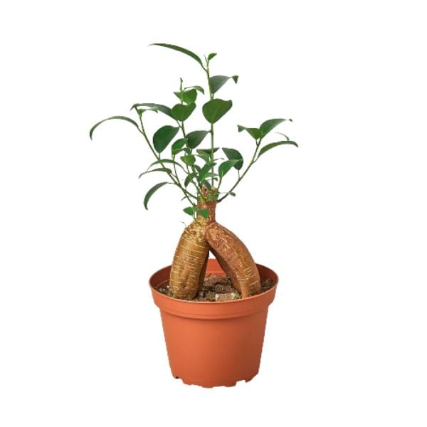 4-FICUS-GINSENG 4 in. Ficus Ginseng Pot