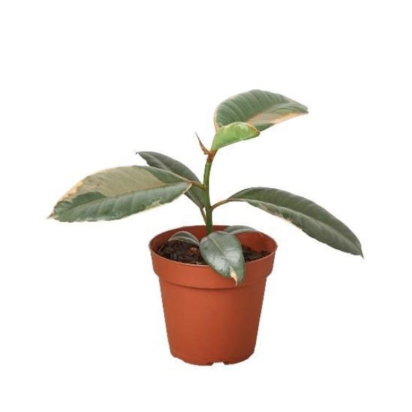 4-FICUS-RUBY.PINK 4 in. Ficus Elastica Ruby Pink Pot