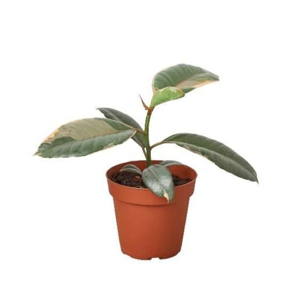 4-FICUS-RUBY.PINK-NURSERY.POT 4 in. Ficus Elastica Ruby Pink Nursery Pot