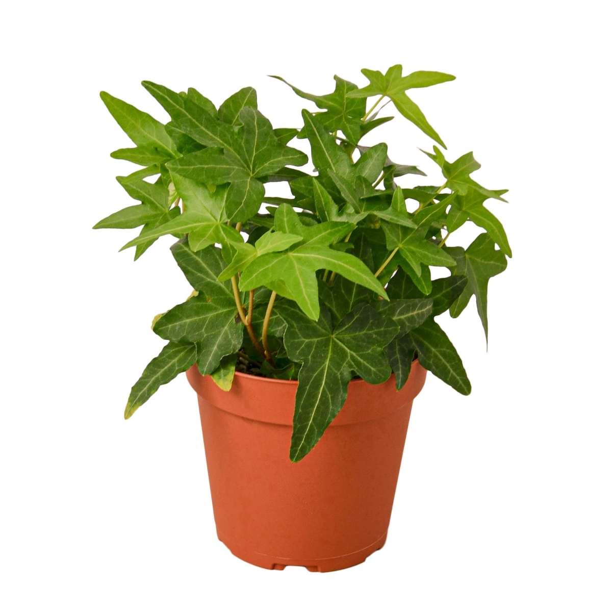 Picture of House Plant Dropship 4-IVY-GREEN-NURSERY.POT 4 in. English Ivy Green California Nursery Pot