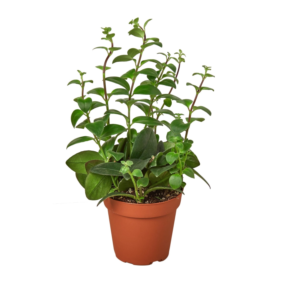 4-LIPSTICK-CLASSIC-NURSERY.POT 4 in. Lipstick Plant Nursery Pot
