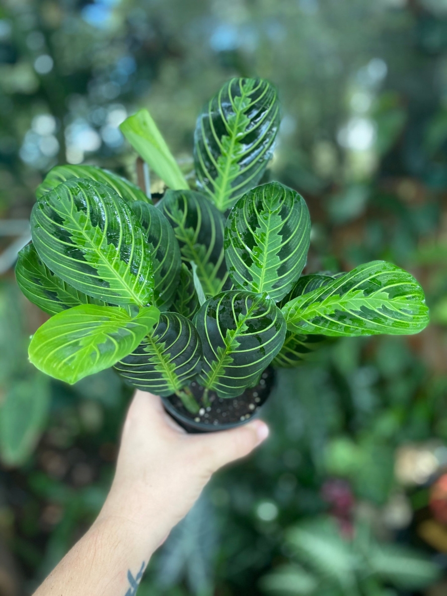 4-MARANTA-LEMON.LIME-NURSERY.POT 4 in. Maranta Lemon Lime Nursery Pot