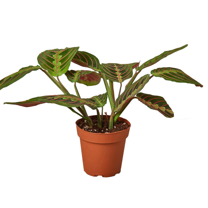 4-MARANTA-RED-NURSERY.POT 4 in. Maranta Red Prayer Nursery Pot