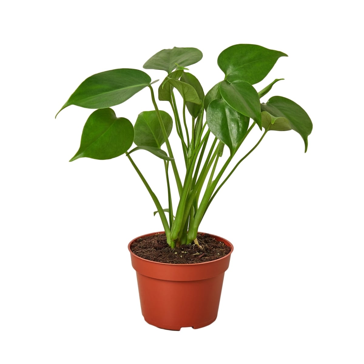 4-MONSTERA-DELICIOSA-NURSERY.POT 4 in. Philodendron Monstera Split-Leaf Nursery Pot