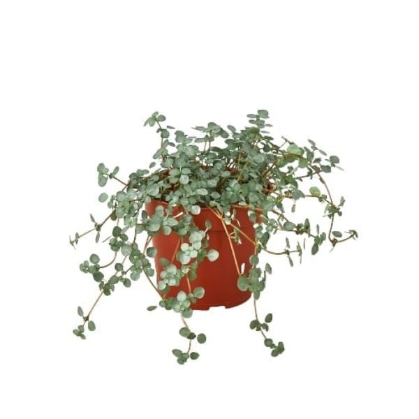 4-NETTLE-SILVER.SPARKLE-NURSERY.POT 4 in. Nettle Silver Sparkle Plant Nursery Pot