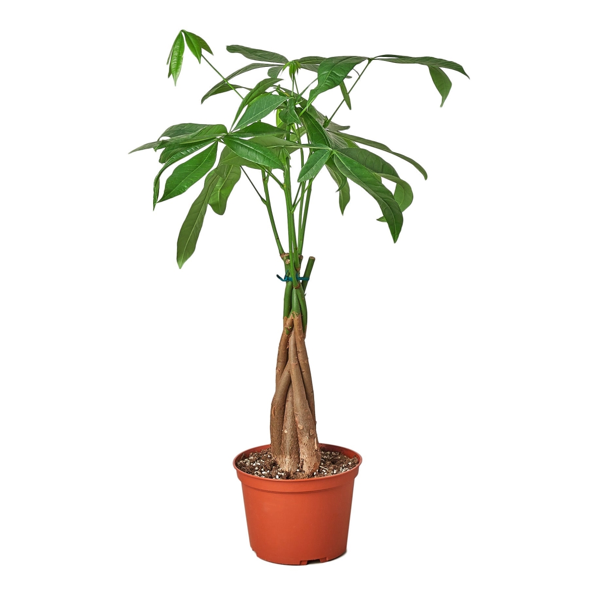 4-PACHIRA-BRAID-NURSERY.POT 4 in. Money Tree Guiana Chestnut Pachira Braid Nursery Pot