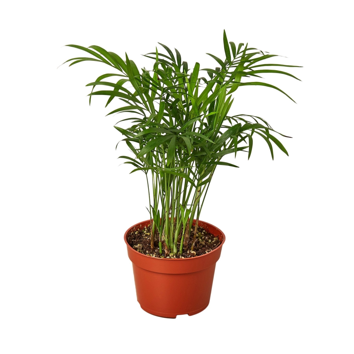 4-PALM-PARLOR-NURSERY.POT 4 in. Parlor Palm Nursery Pot