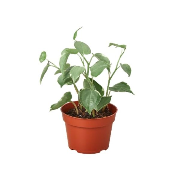 4-PEPEROMIA-CUPID 4 in. Peperomia Cupid Pot