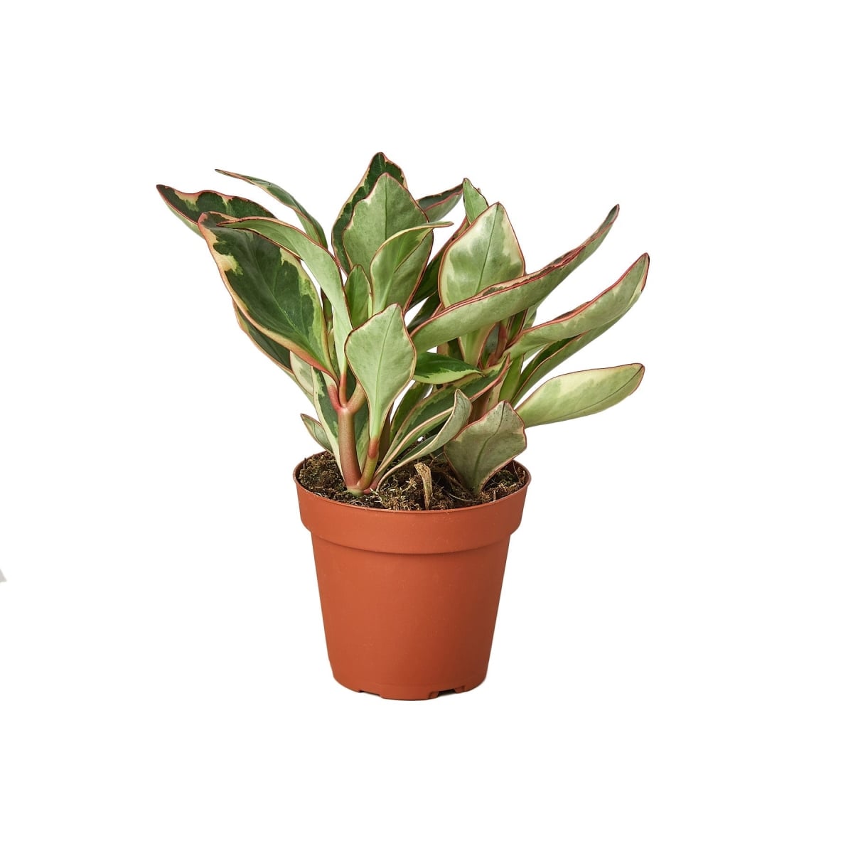 4-PEPEROMIA-GINNY-NURSERY.POT 4 in. Peperomia Ginny Nursery Pot