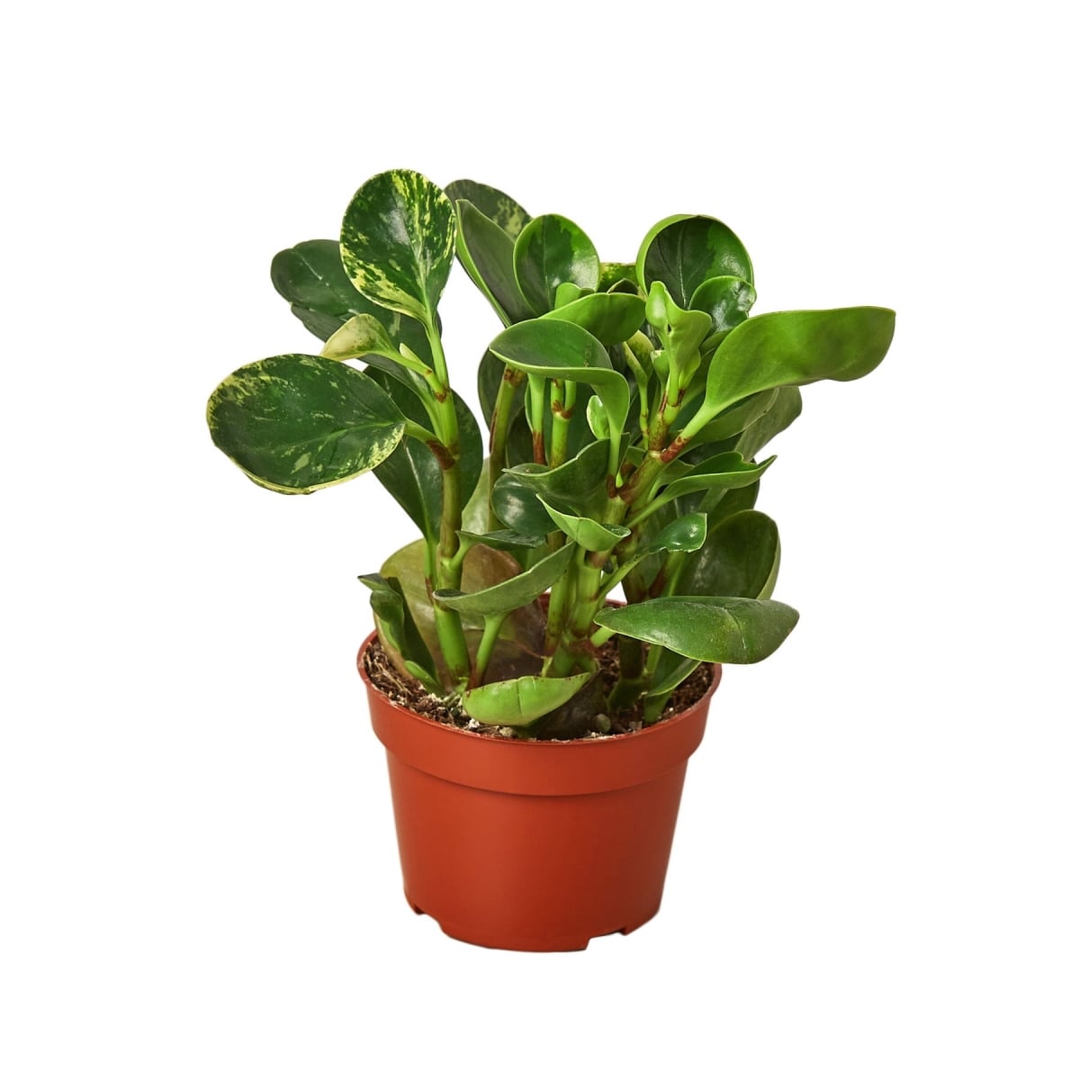 4-PEPEROMIA-MARBLE-NURSERY.POT 4 in. Peperomia Marble Nursery Pot