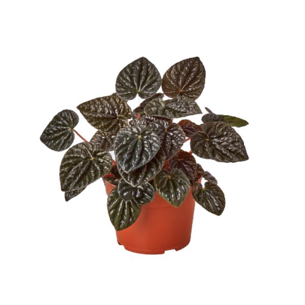 4-PEPEROMIA-RIPPLE.RED 4 in. Peperomia Ripple Red Pot