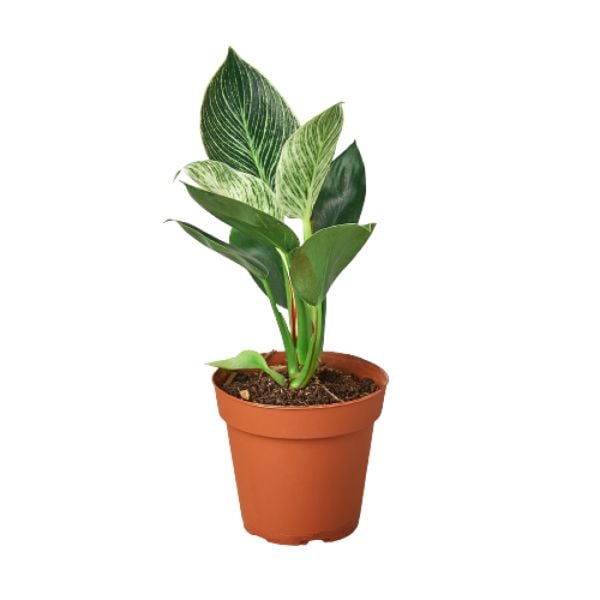 4-PHILODENDRON-BIRKIN-NURSERY.POT 4 in. Philodendron Birkin Nursery Pot