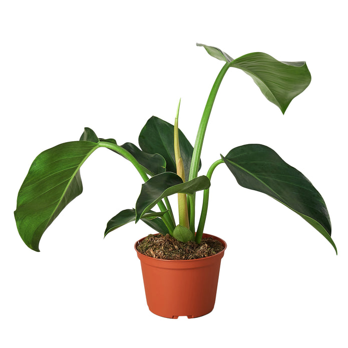 4-PHILODENDRON-CONGO.GREEN 4 in. Philodendron Congo Green Pot