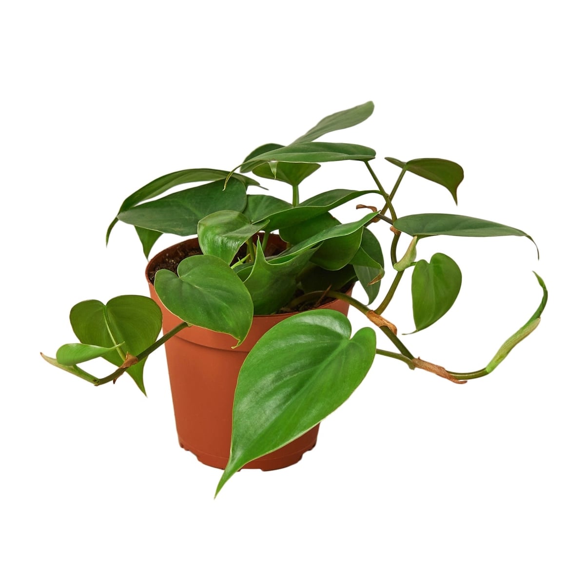 4-PHILODENDRON-CORDATUM-NURSERY.POT 4 in. Philodendron Cordatum Heartleaf Nursery Pot