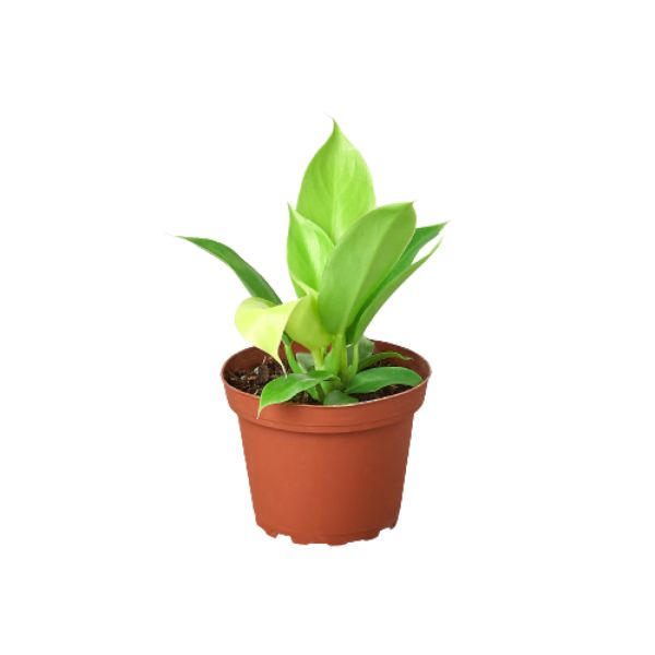 4-PHILODENDRON-MOONLIGHT-NURSERY.POT 4 in. Philodendron Moonlight Nursery Pot