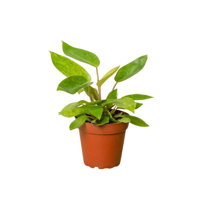 4-PHILODENDRON-PAINTED.LADY 4 in. Philodendron Painted Lady Pot
