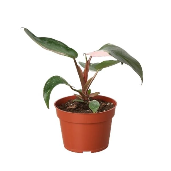 4-PHILODENDRON-PINK.PRINCESS 4 in. Philodendron Pink Princess Pot