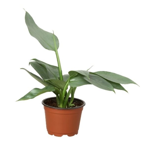 4-PHILODENDRON-SILVER.SWORD 4 in. Philodendron Silver Sword Pot