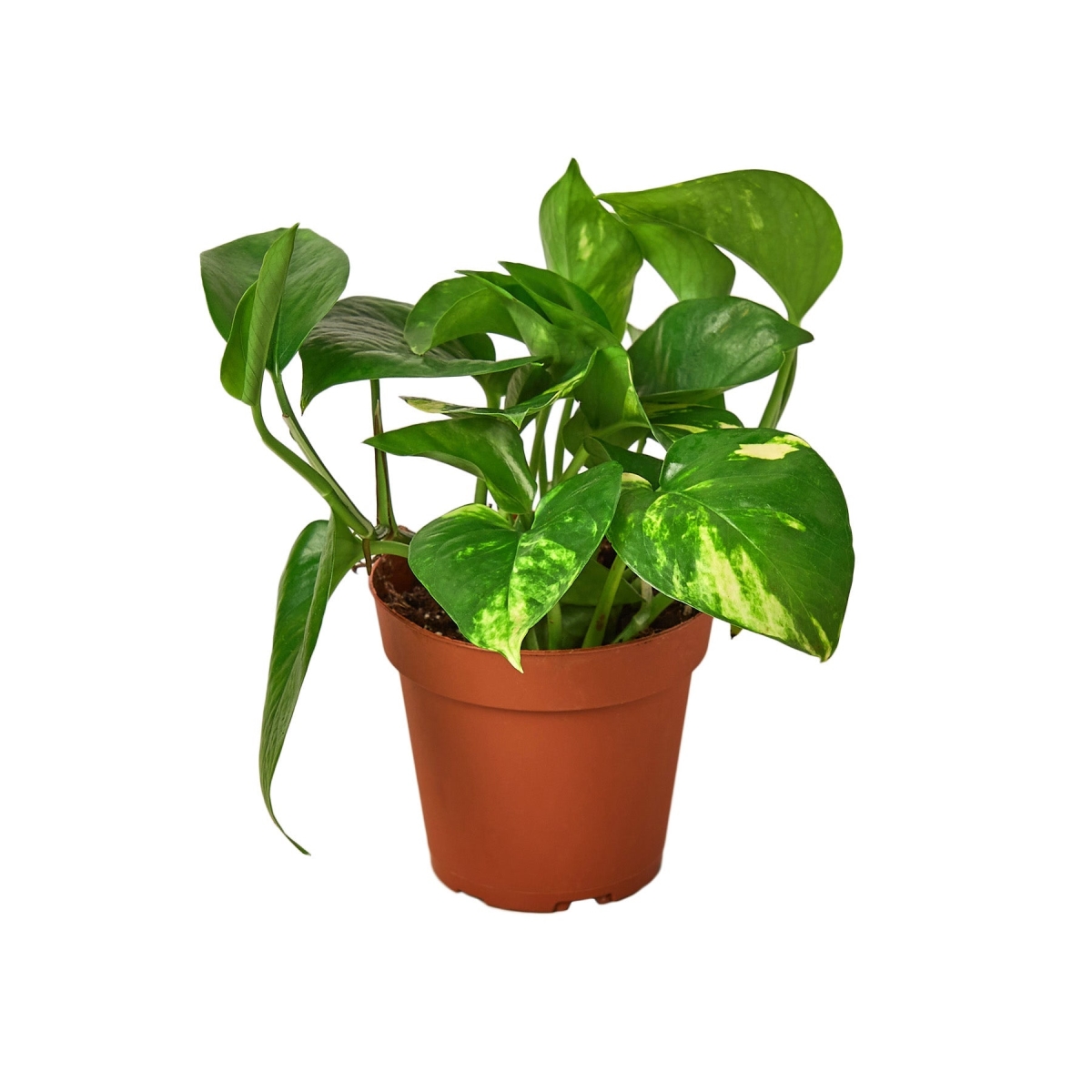 4-POTHOS-GOLDEN-NURSERY.POT 4 in. Pothos Golden Nursery Pot