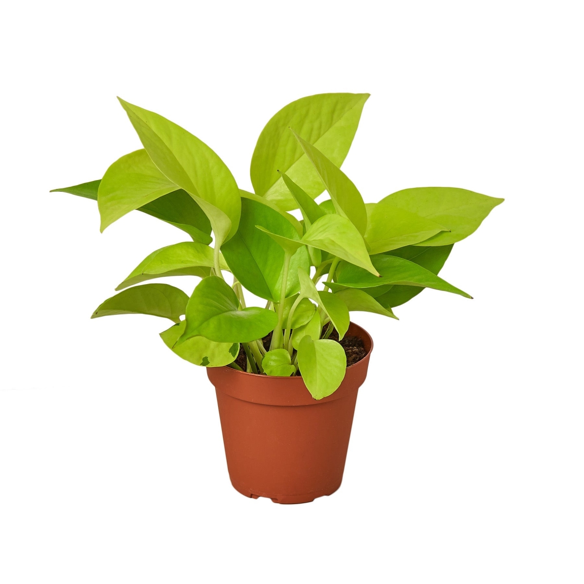 4-POTHOS-NEON-NURSERY.POT 4 in. Pothos Neon Nursery Pot